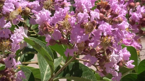Crape Myrtle blossoms waving in the breeze. Stock Footage 154876095