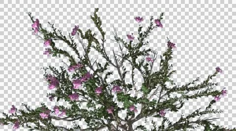 Crape Myrtle Chromakey Crown Isolated Bush Chroma Key Alfa Alfa Channel Flowers Stock Footage 55658265