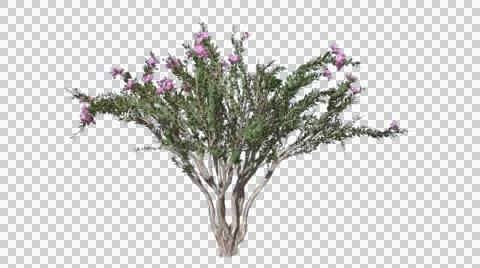 Crape Myrtle Cromakey Lagerstroemia Chroma Key Alfa Alfa Channel Tree Bush Stock Footage 54749954