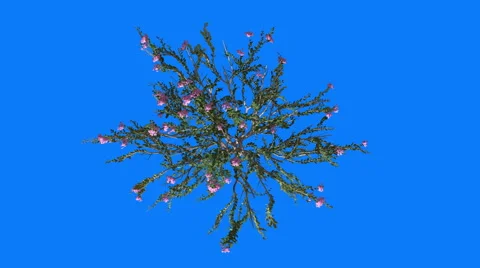 Crape Myrtle Cromakey Lagerstroemia Chroma Key Alfa Blue Background Top Down Stock Footage 54752805