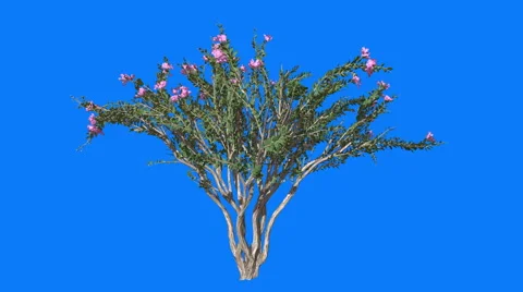 Crape Myrtle Cromakey Lagerstroemia Chroma Key Alfa Blue Background Tree Bush Stock Footage 54753329