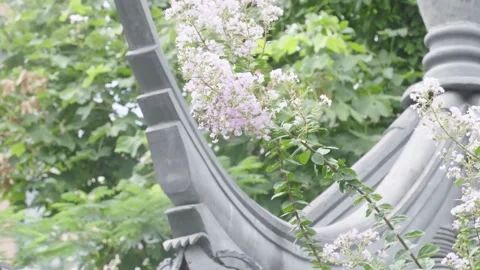 Crape myrtle by the eaves Stock Footage 234495199