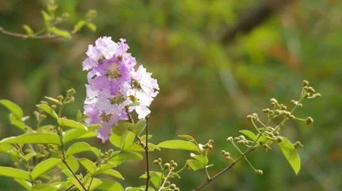 Crape myrtle flower shaking with wind Stock Footage 61943811