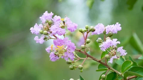 The crape myrtle flowers are in full bloom in the summer Stock Footage 158411259