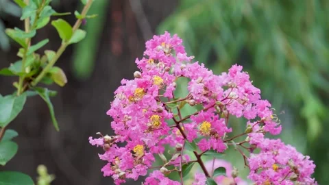 The crape myrtle flowers are in full bloom in the summer Stock Footage 158411270