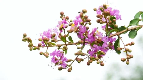 The crape myrtle flowers are in full bloom in the summer Stock Footage 158411271