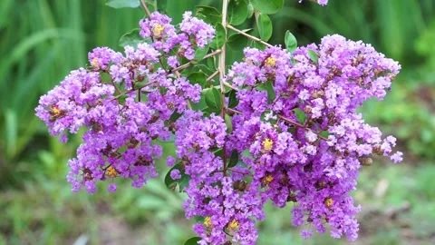 The crape myrtle flowers are in full bloom in the summer Stock Footage 158411273
