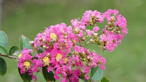 The crape myrtle flowers are in full bloom in the summer Stock Footage 158411274