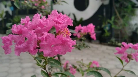 Crape myrtle flowers blooming and blowing by windy. Stock Footage 141553377