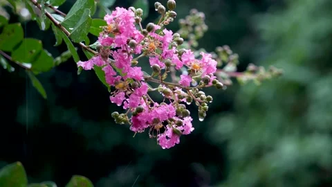 The crape myrtle flowers blooming in the rain Stock Footage 157260290