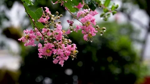 The crape myrtle flowers blooming in the rain Stock Footage 157260293