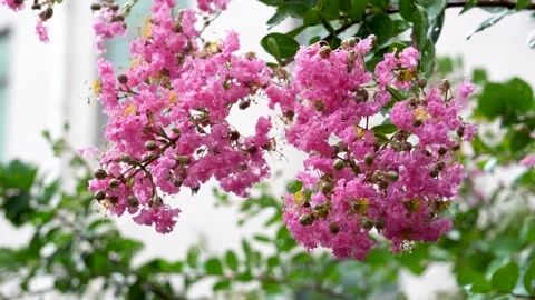 The crape myrtle flowers blooming in the rain Stock Footage 157260296