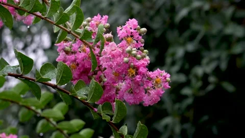 The crape myrtle flowers blooming in the rain Stock Footage 157260372