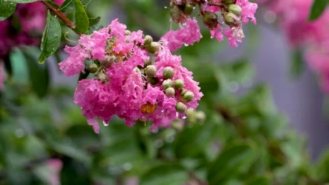 The crape myrtle flowers blooming in the rain Stock Footage 157260385