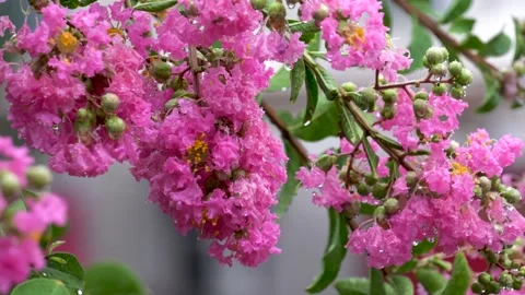 The crape myrtle flowers blooming in the rain Stock Footage 157260642