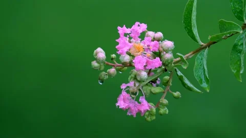 The crape myrtle flowers blooming in the rain Stock Footage 157260645