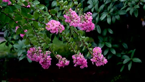 The crape myrtle flowers blooming in the rain Stock Footage 157260648