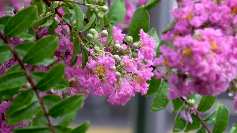 The crape myrtle flowers blooming in the rain Stock Footage 157260666
