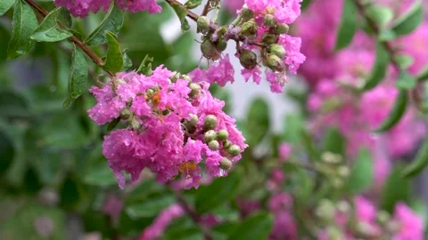 The crape myrtle flowers blooming in the rain Stock Footage 157260671
