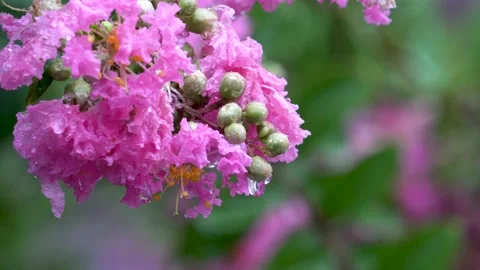 The crape myrtle flowers blooming in the rain Stock Footage 157260718