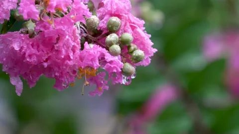 The crape myrtle flowers blooming in the rain Stock Footage 157260722
