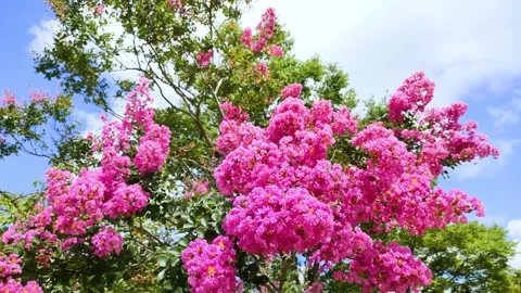 Crape myrtle flowers in full bloom Tilt Stock Footage 306502561