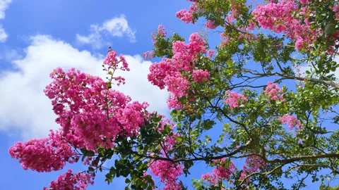 Crape myrtle flowers in full bloom Stock Footage 306502564