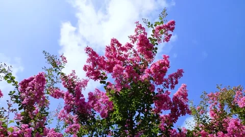 Crape myrtle flowers in full bloom Stock Footage 307076368