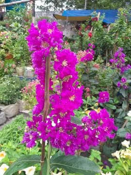 Crape myrtle flowers in garden Stock Photos