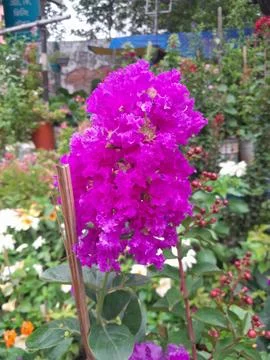Crape myrtle flowers in garden Stock Photos