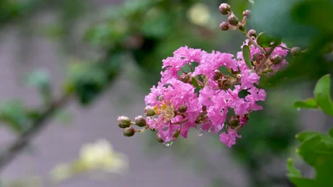 The crape myrtle flowers hanging in the light rain Stock Footage 157133313
