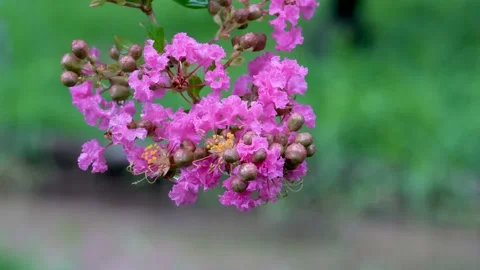 The crape myrtle flowers hanging in the light rain Stock Footage 157134489