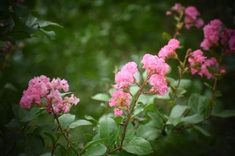 Crape Myrtle Flowers Stock Photos