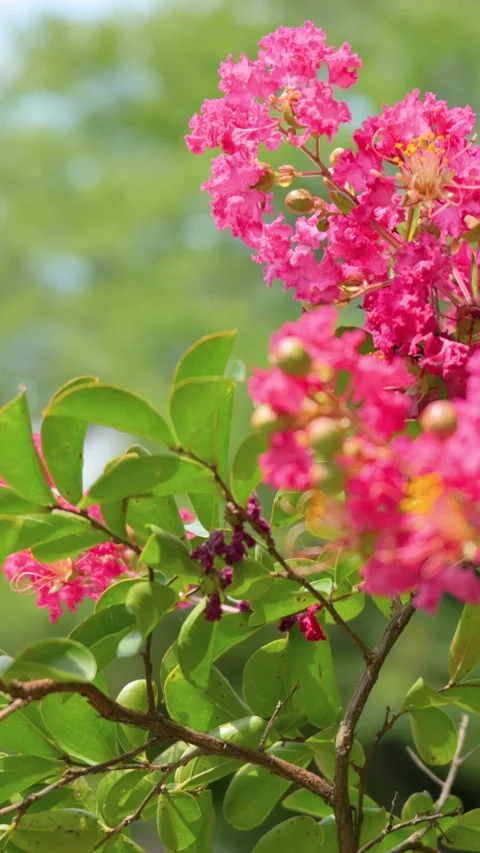 Crape Myrtle Flowers Swaying in Summer Breeze vertical video Видео 343722770