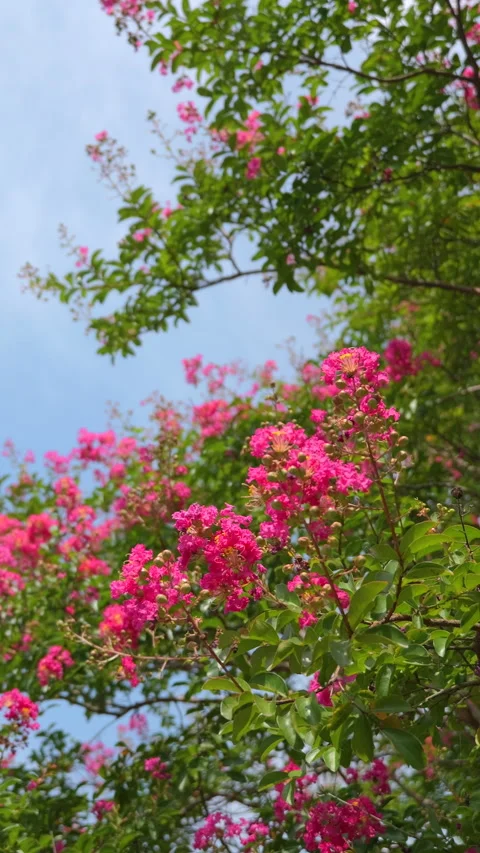 Crape Myrtle Flowers Swaying in Summer Breeze vertical video Видео 343722847