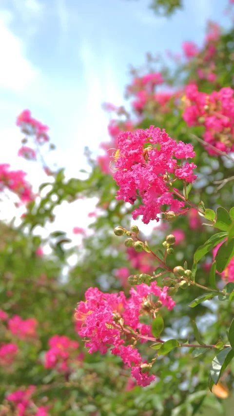 Crape Myrtle Flowers Swaying in Summer Breeze vertical video Видео 343722866