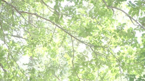 Crape Myrtle Video stock 246944499