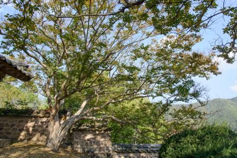 Crape myrtle Stock Photos