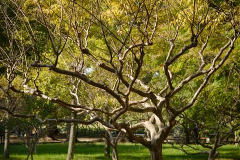 Crape Myrtle Stock Photos