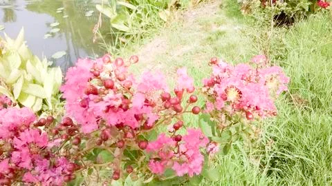 Crape myrtle Stock Photos