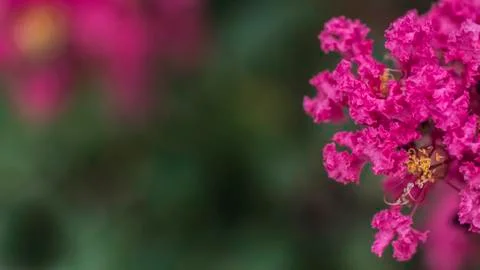 Crape Myrtle 库存照片