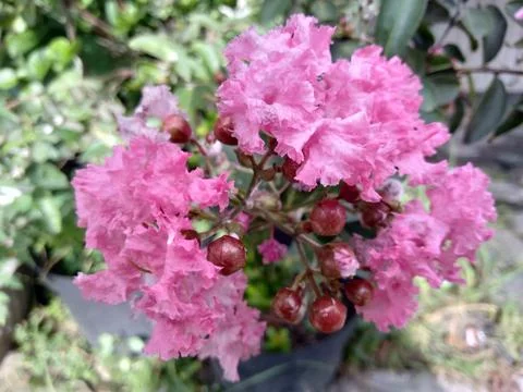 Crape myrtle pink  Stock Photos
