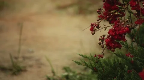Crape Myrtle in Rain Stock Footage 67212521