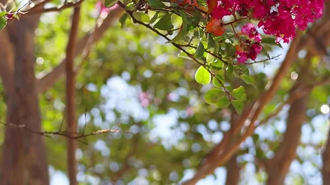 Crape Myrtle Swaying in Strong Wind with Pale Light Green Trees and Sound,4K 库存影片 343937154
