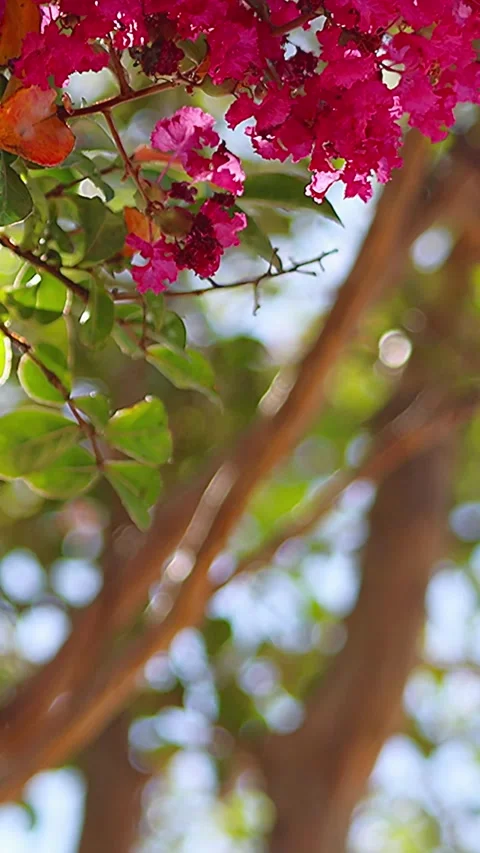 Crape Myrtle Swaying in Strong Wind with Pale Light Green Trees and Sound,Verti 库存影片 343937911