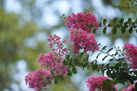 Crape myrtle swaying in the wind Stock Photos