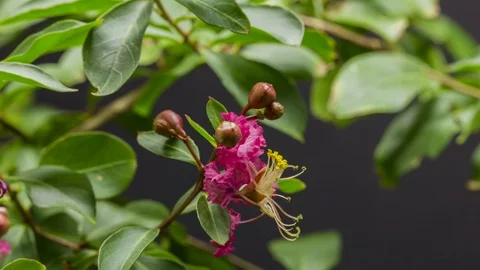 Crape Myrtle Tree Growing Time Lapse Stock Footage 113832745
