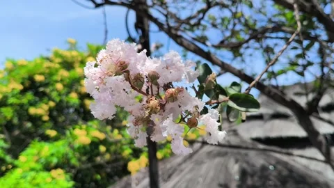 Crape Myrtle White Pink Flower Blurry Green Background Close-up Stock Footage 322080935