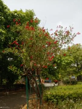 Crapemyrtle Stockfoto's