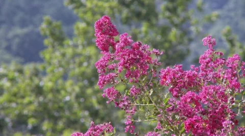 CrapeMyrtle1d Stock Footage 500763